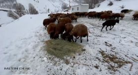 Yedisu Besiciler Dondurucu Soğukta Hayvanlarını Besliyor