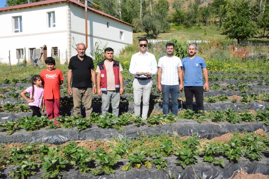 Yedisu Çilek Hasadı