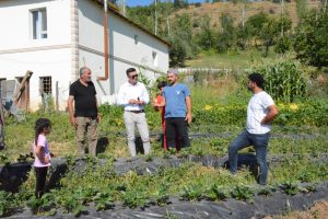 Bingöl Yedisu Çilek Hasadı